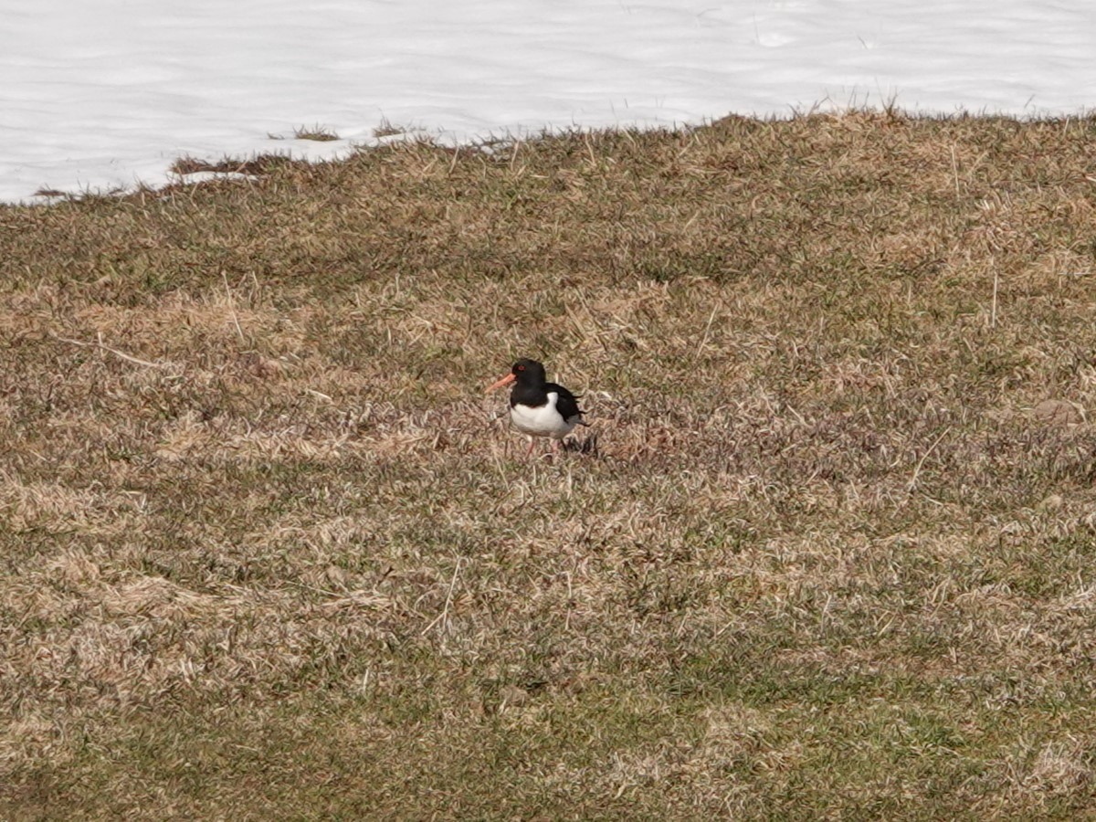 Eurasian Oystercatcher - ML628837267