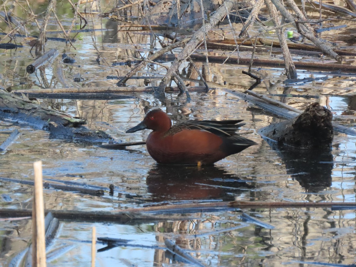 Cinnamon Teal - ML628837357