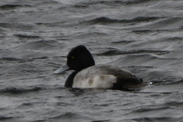 Lesser Scaup - ML628837489