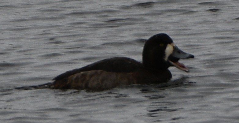 Greater Scaup - ML628837501