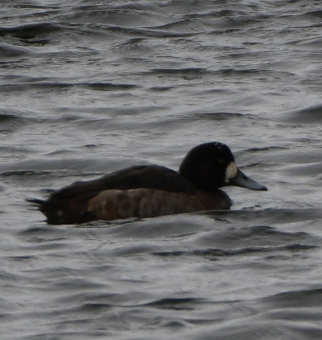 Greater Scaup - ML628837502