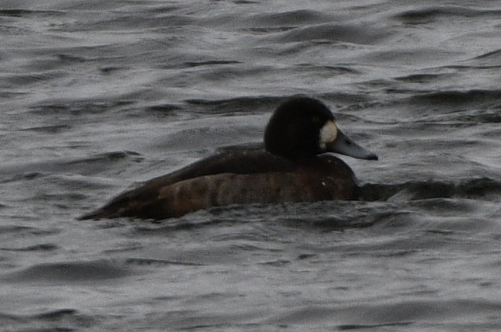 Greater Scaup - ML628837503
