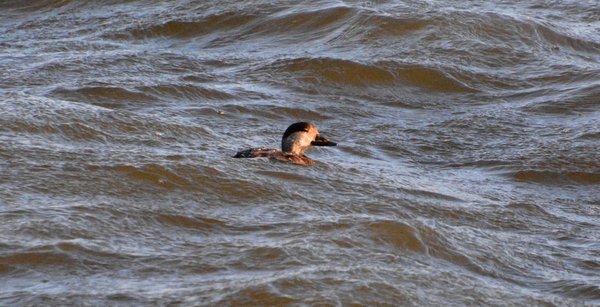 Black Scoter - ML628837616