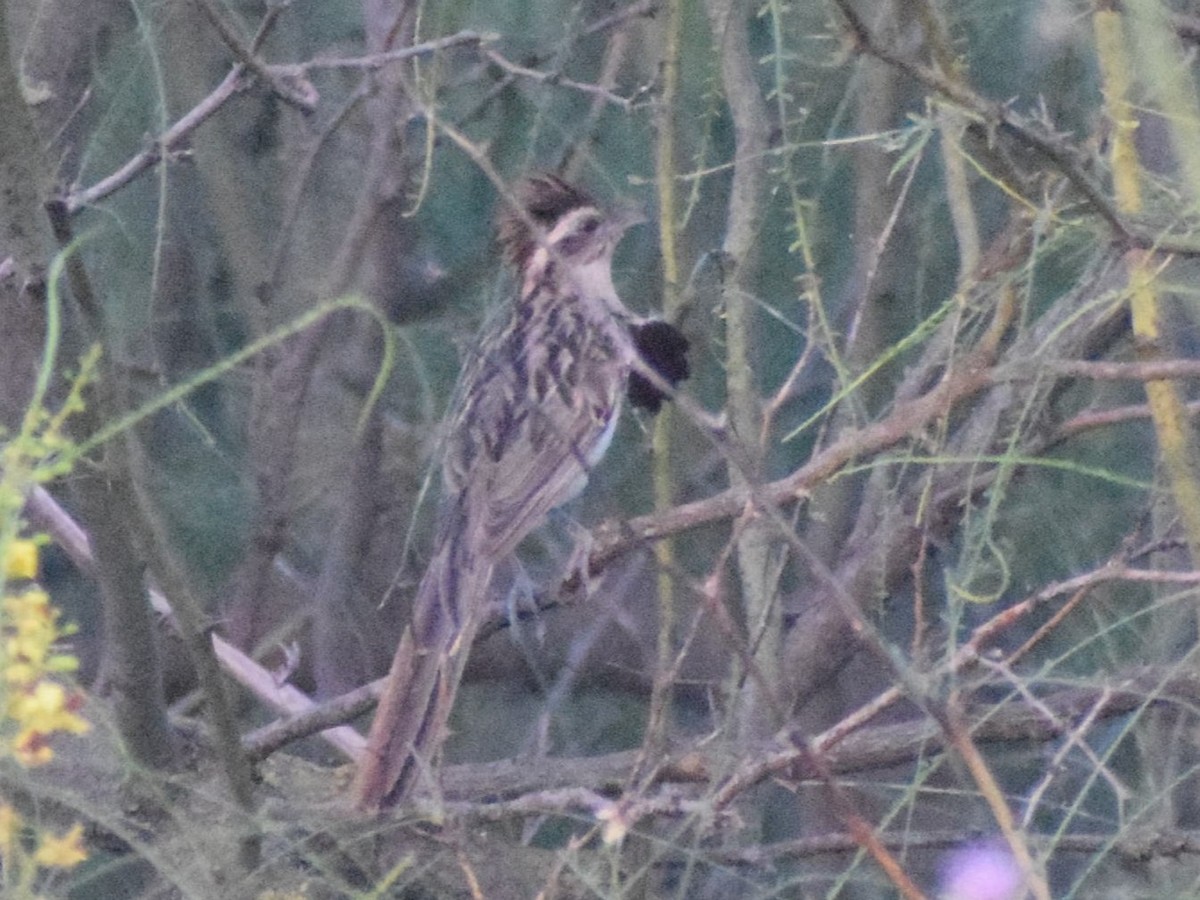 Striped Cuckoo - ML628837653