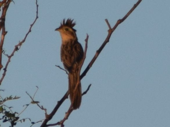 Striped Cuckoo - ML628837654