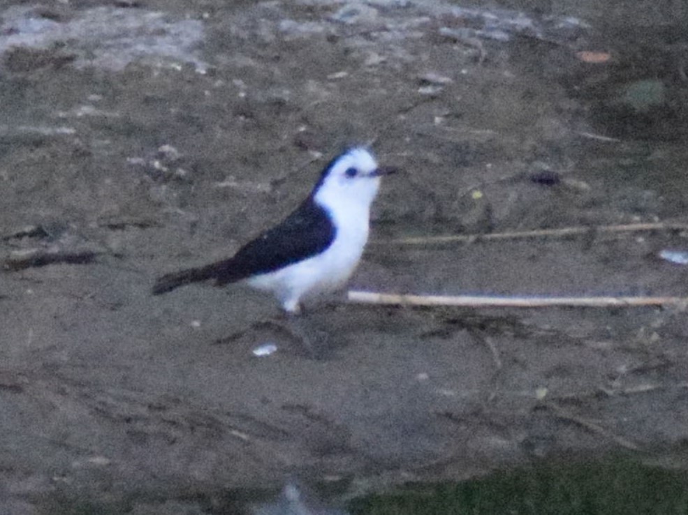 Black-backed Water-Tyrant - ML628837663