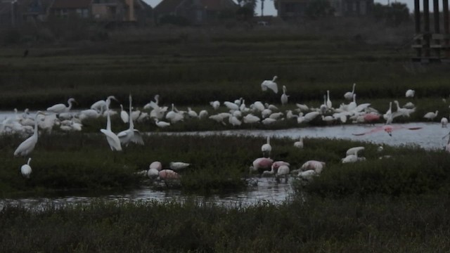 Roseate Spoonbill - ML628837755