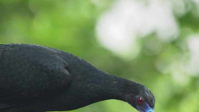 Black Guan - ML628837766