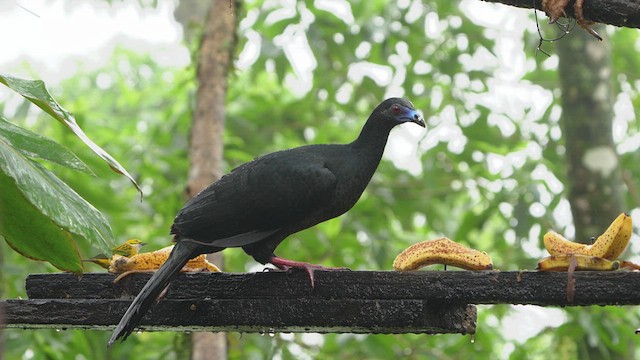 Black Guan - ML628837775