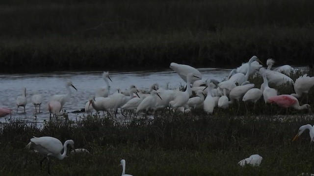 Snowy Egret - ML628837778
