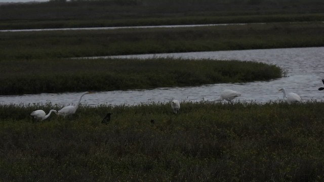 Great Egret (American) - ML628837798