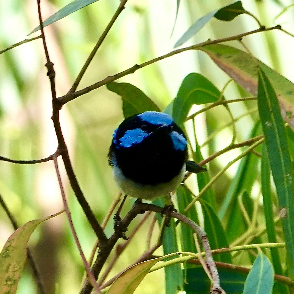 Superb Fairywren - ML628837994