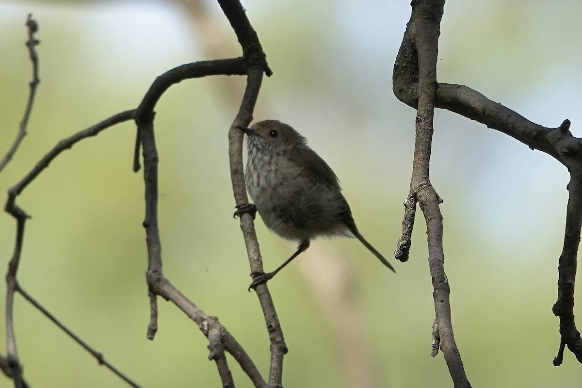 Brown Thornbill - ML628838017