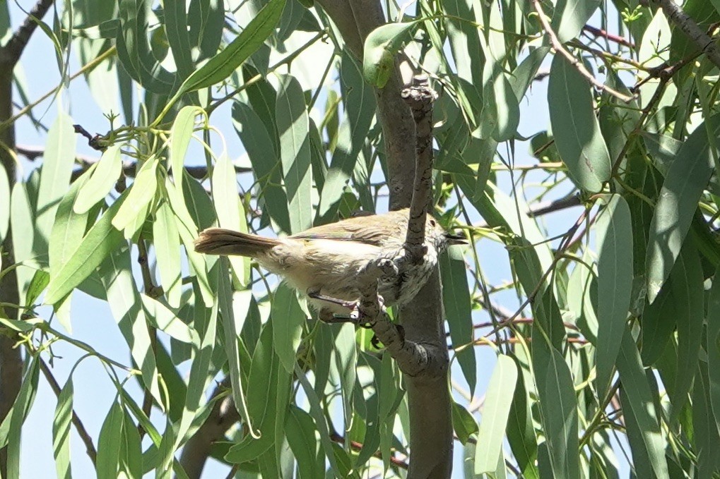 Brown Thornbill - ML628838018