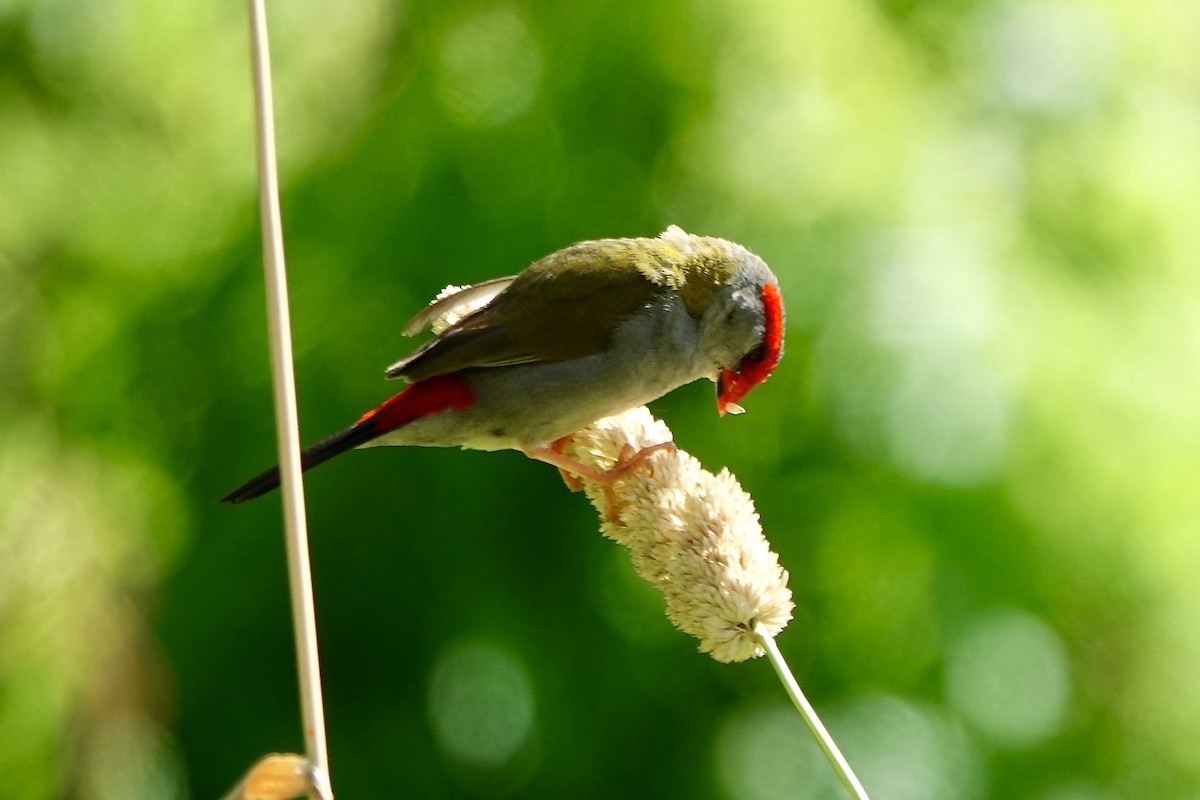 Red-browed Firetail - ML628838035