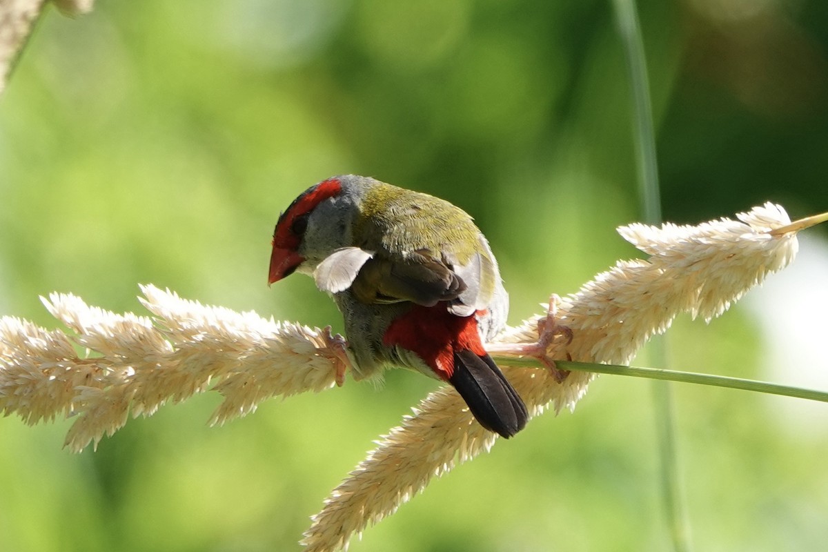 Red-browed Firetail - ML628838036