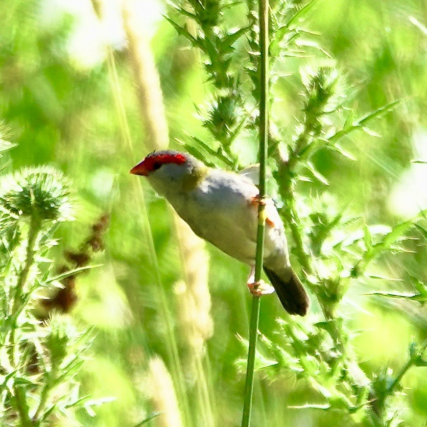 Red-browed Firetail - ML628838038