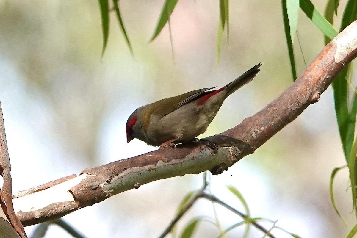 Red-browed Firetail - ML628838039