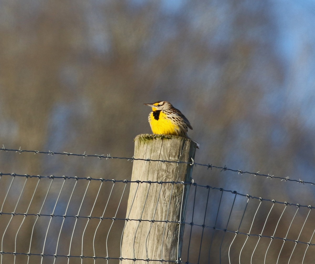 Eastern Meadowlark - ML628838348