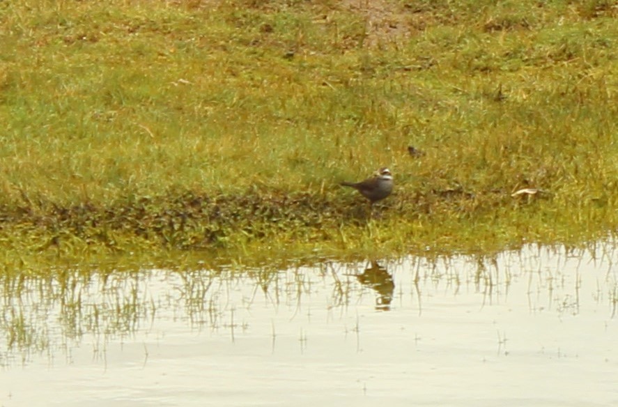 Dark-bellied Cinclodes - ML628838670