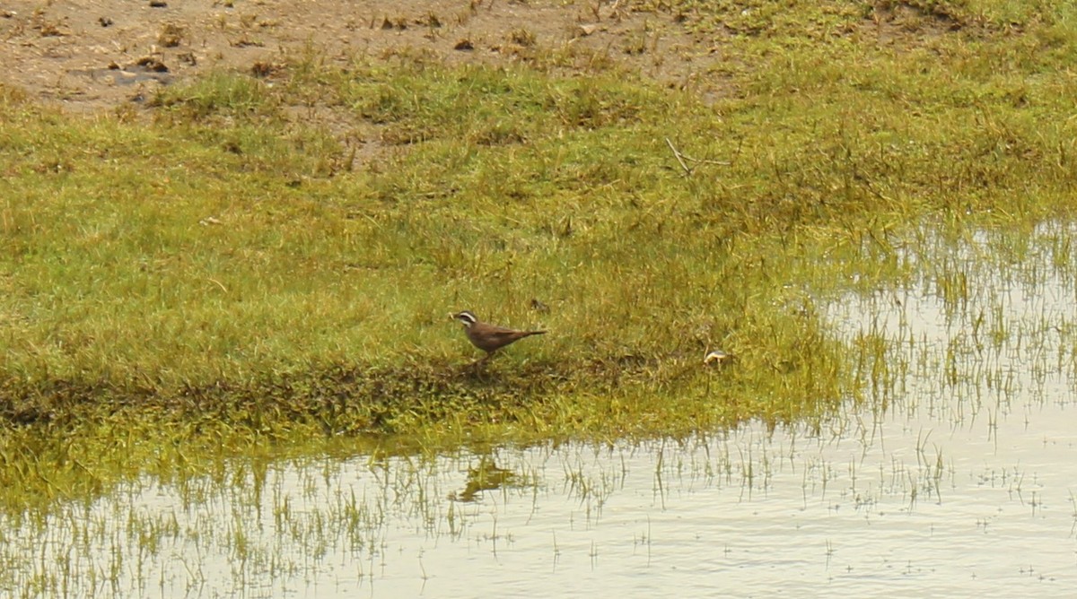 Dark-bellied Cinclodes - ML628838671