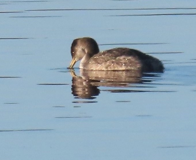 Grèbe jougris - ML628838887