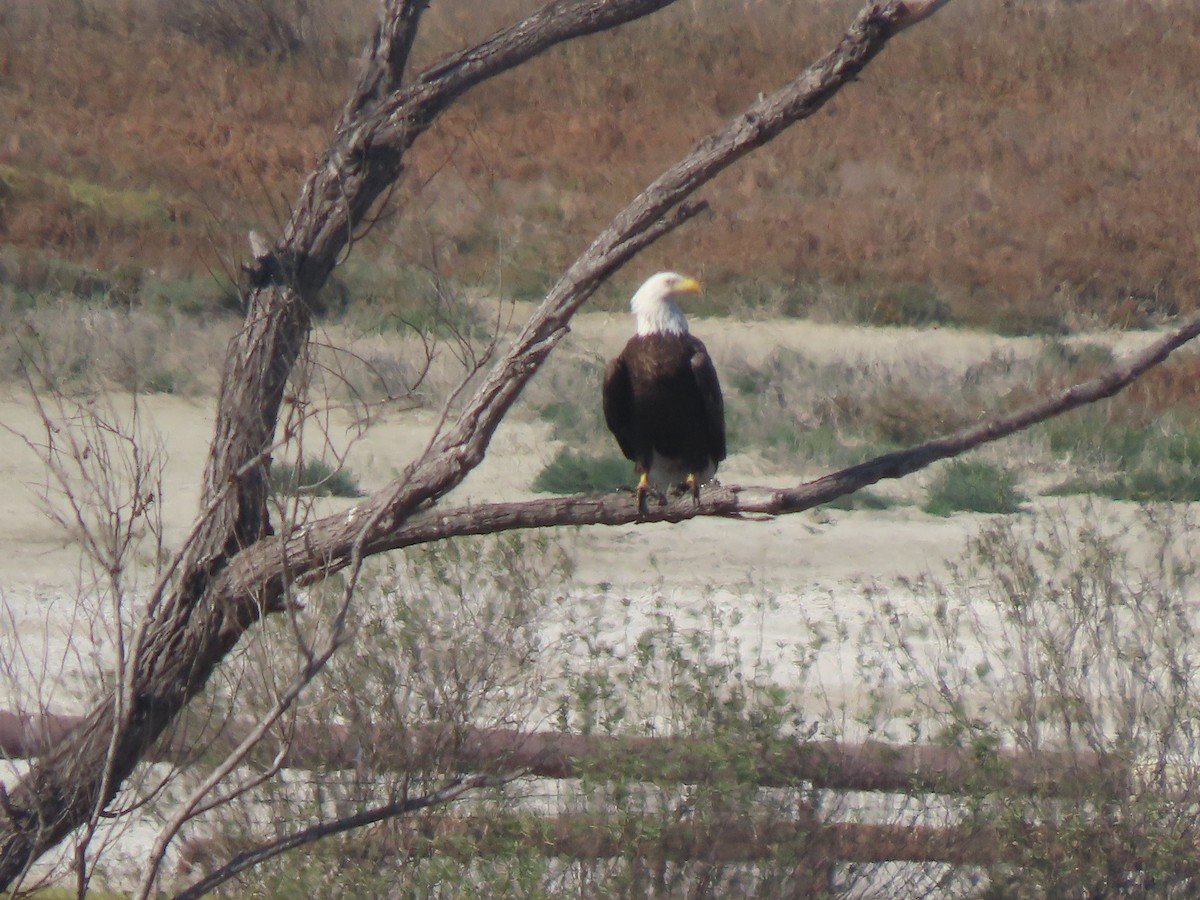 Bald Eagle - ML628838907