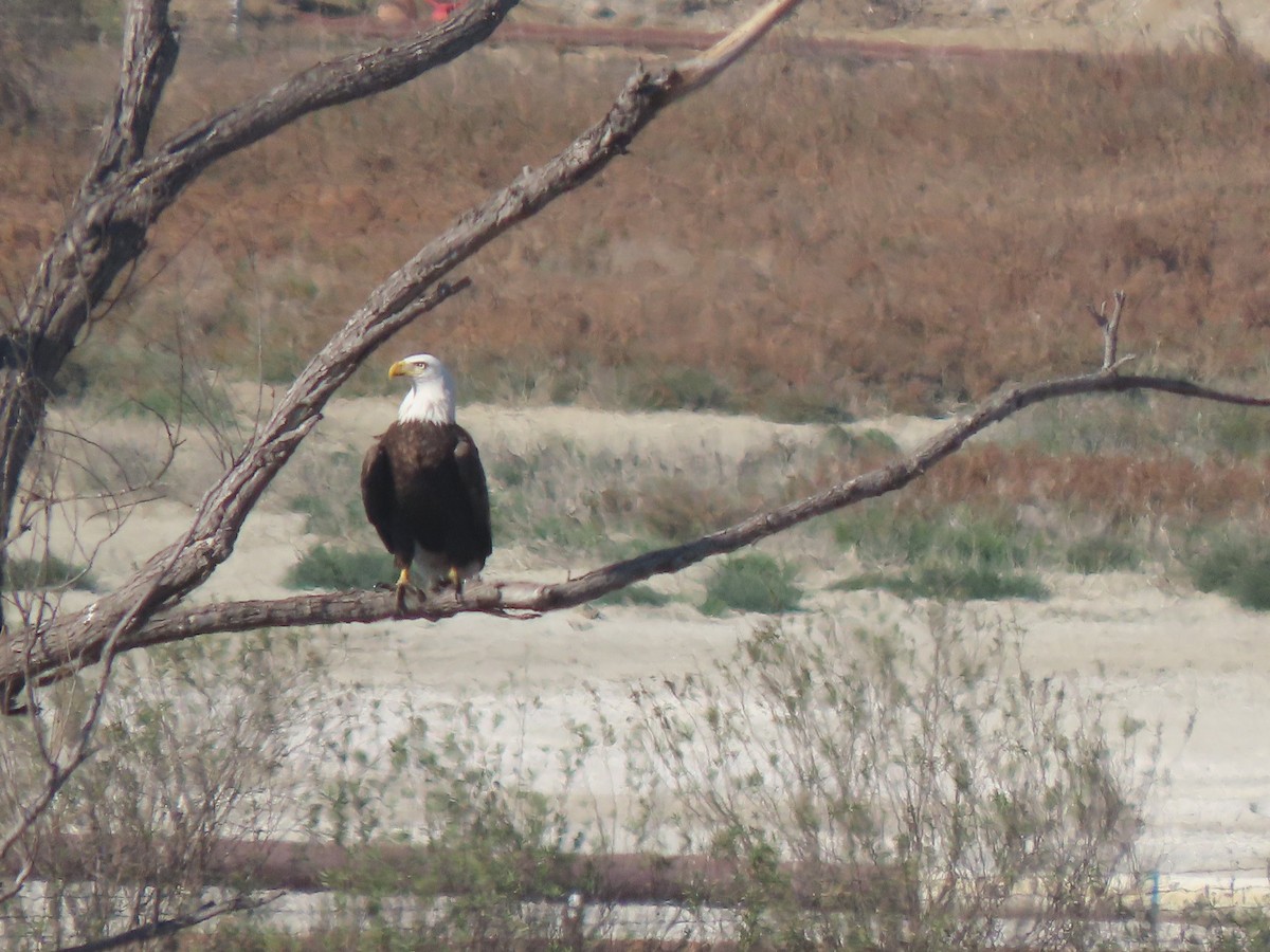 Bald Eagle - ML628838925