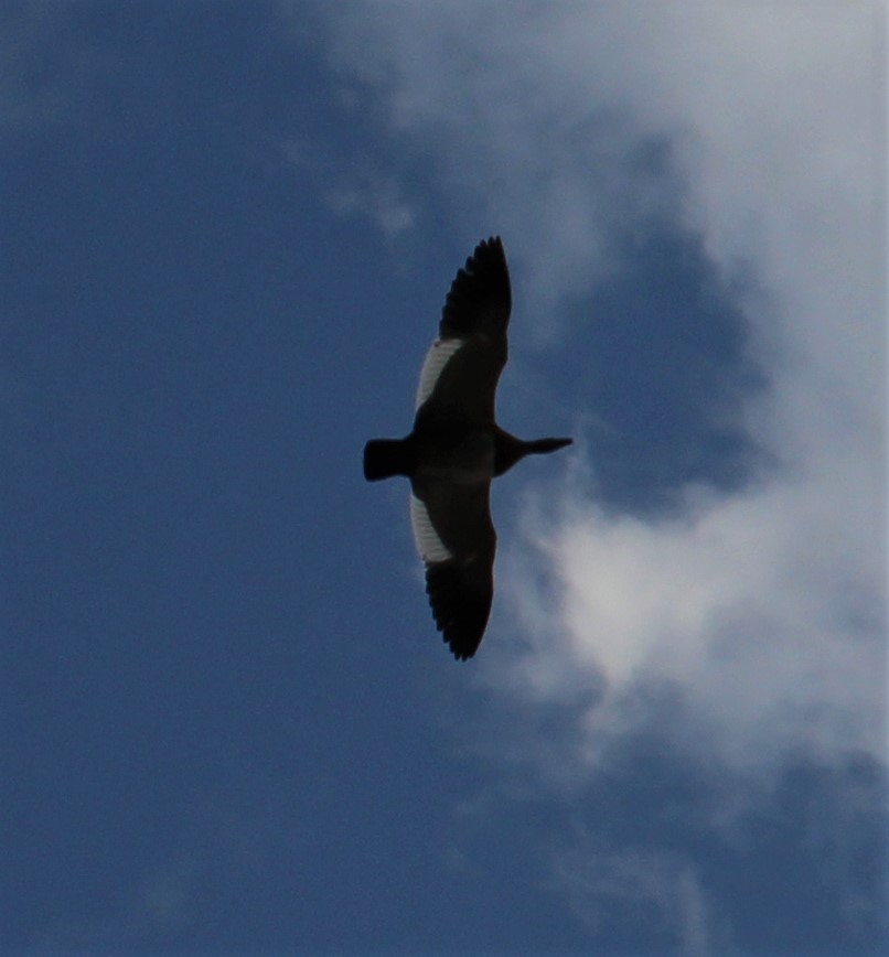 Ashy-headed Goose - ML628839032