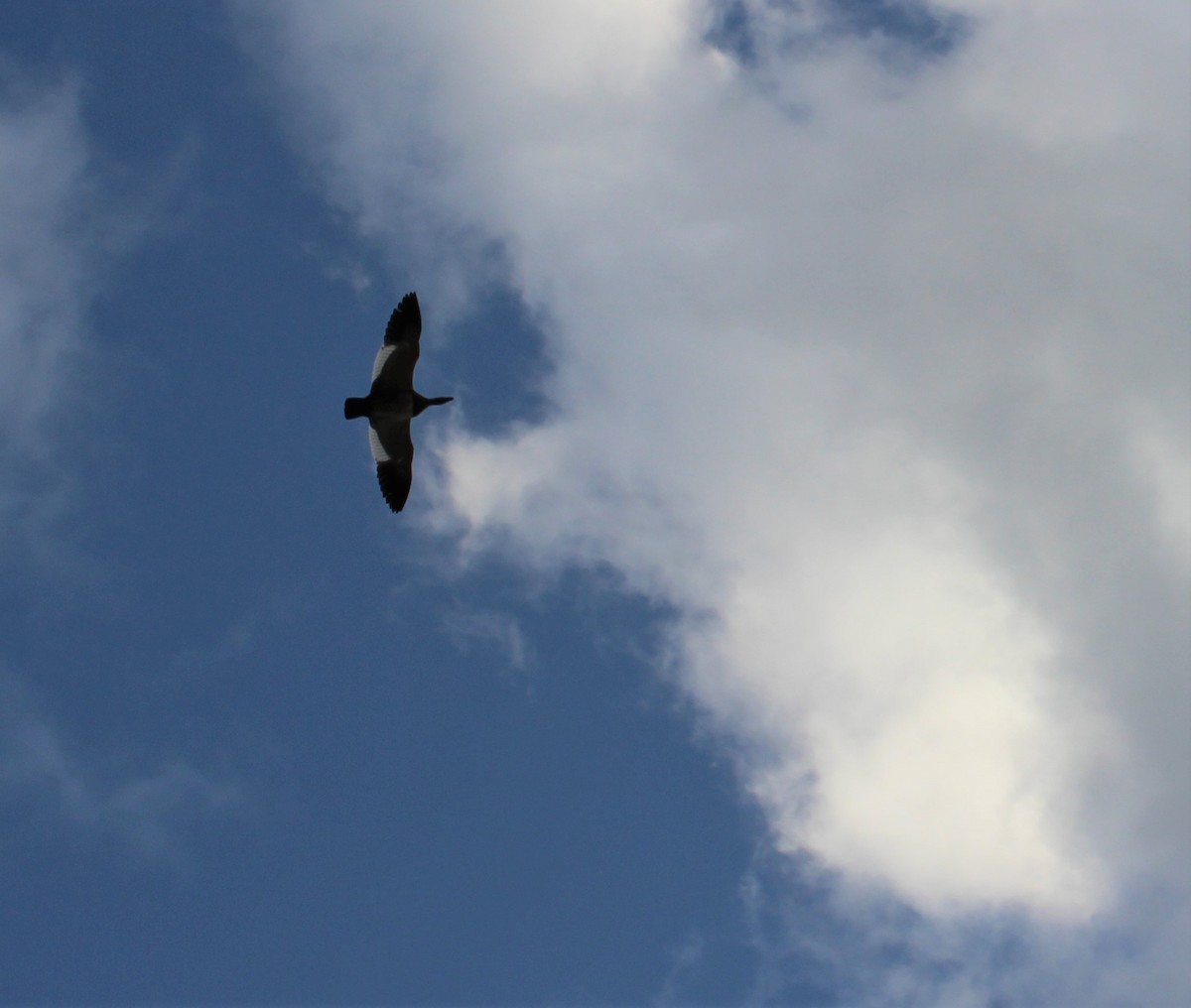 Ashy-headed Goose - ML628839033