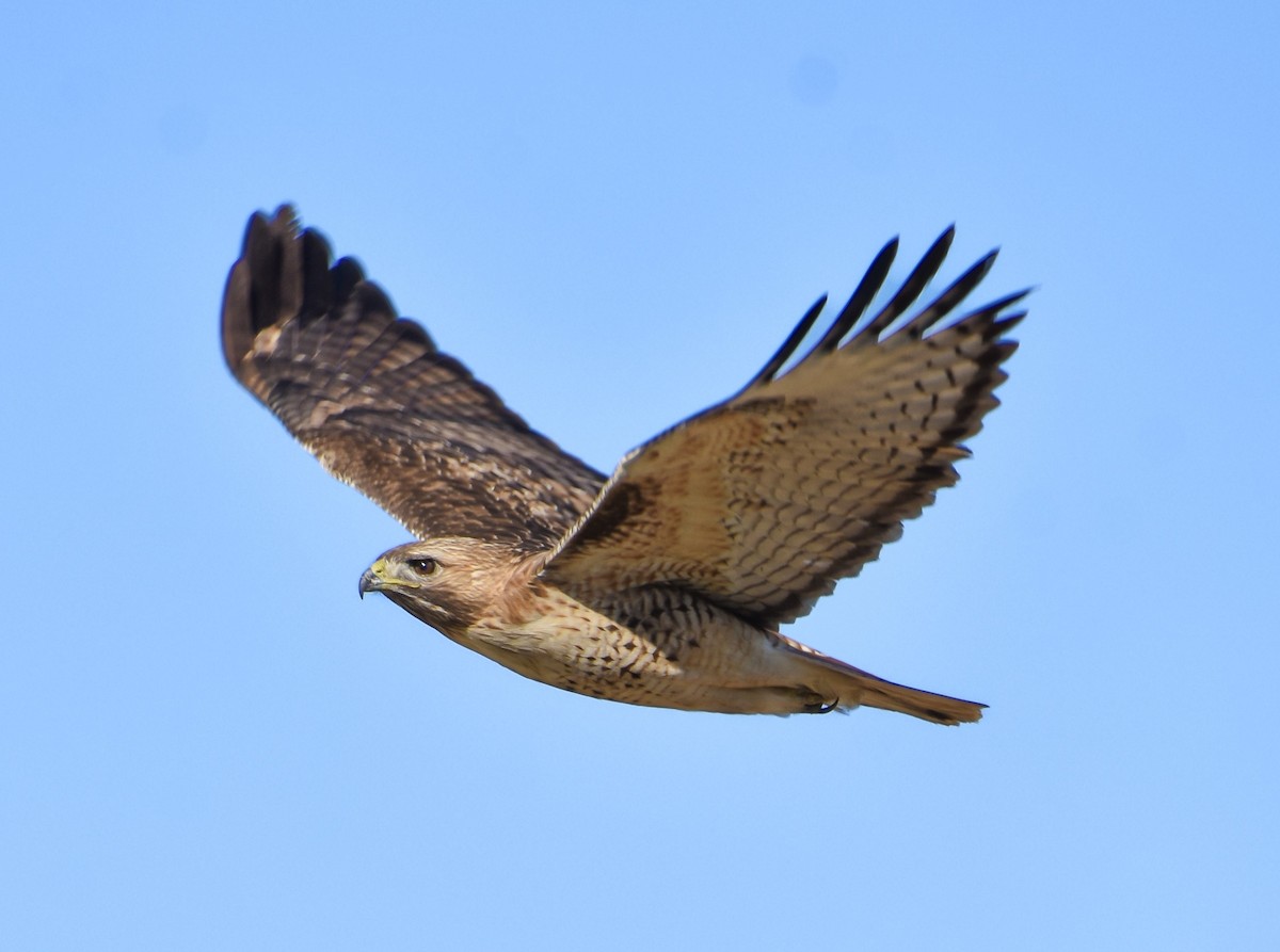 Red-tailed Hawk - ML628839066