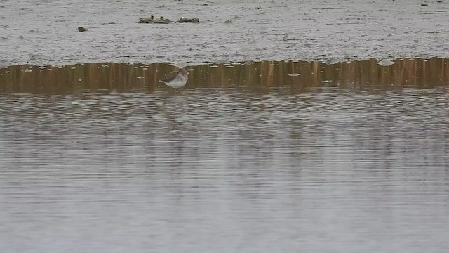 Bécasseau variable - ML628839168