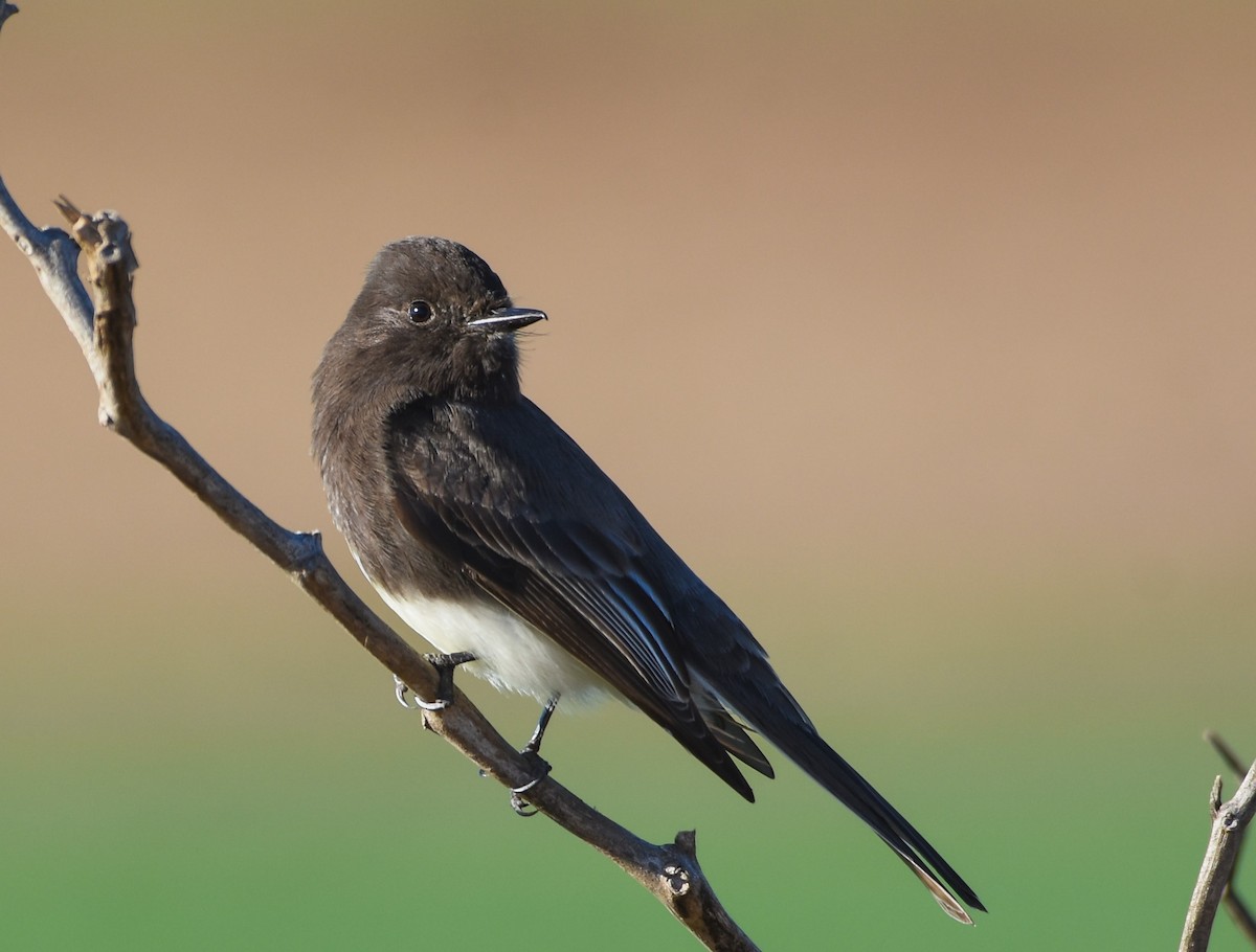 Black Phoebe - ML628839190