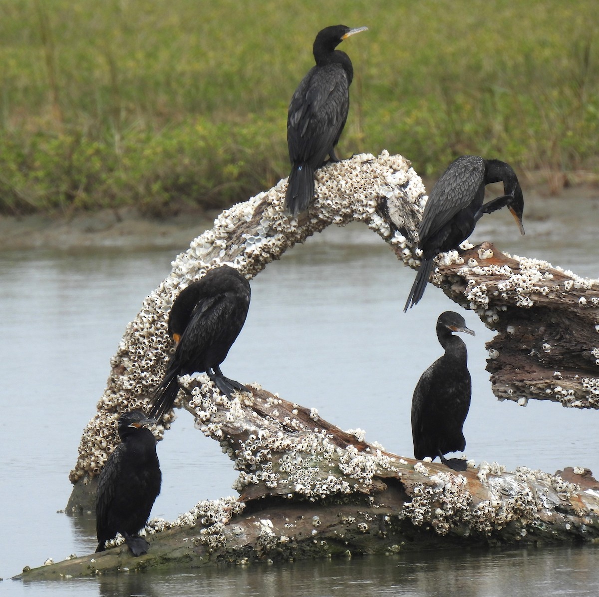 Cormoran vigua - ML628839207