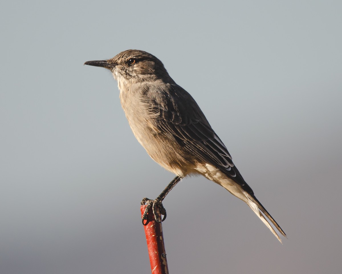 Black-billed Shrike-Tyrant - ML628839368