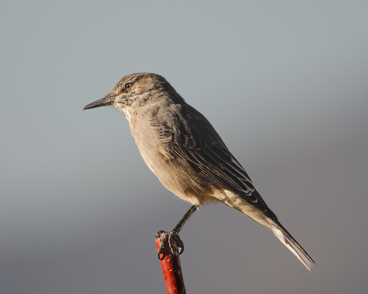 Black-billed Shrike-Tyrant - ML628839371