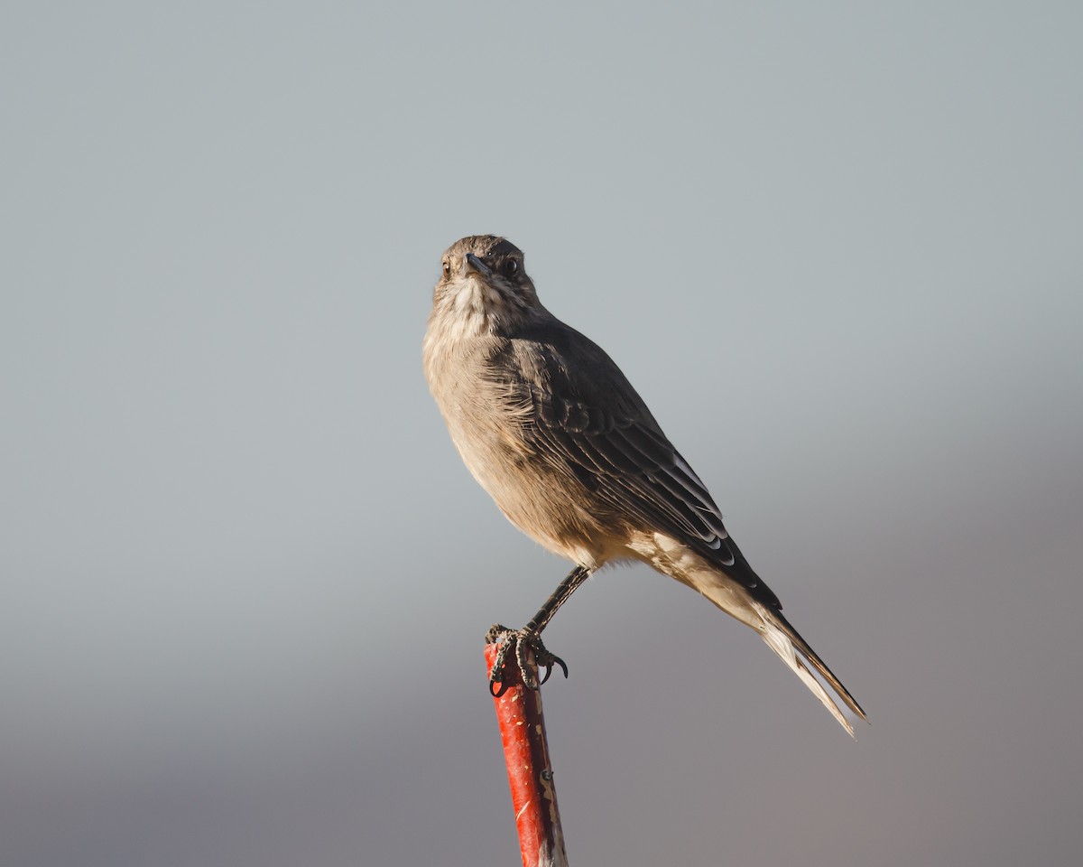 Black-billed Shrike-Tyrant - ML628839374