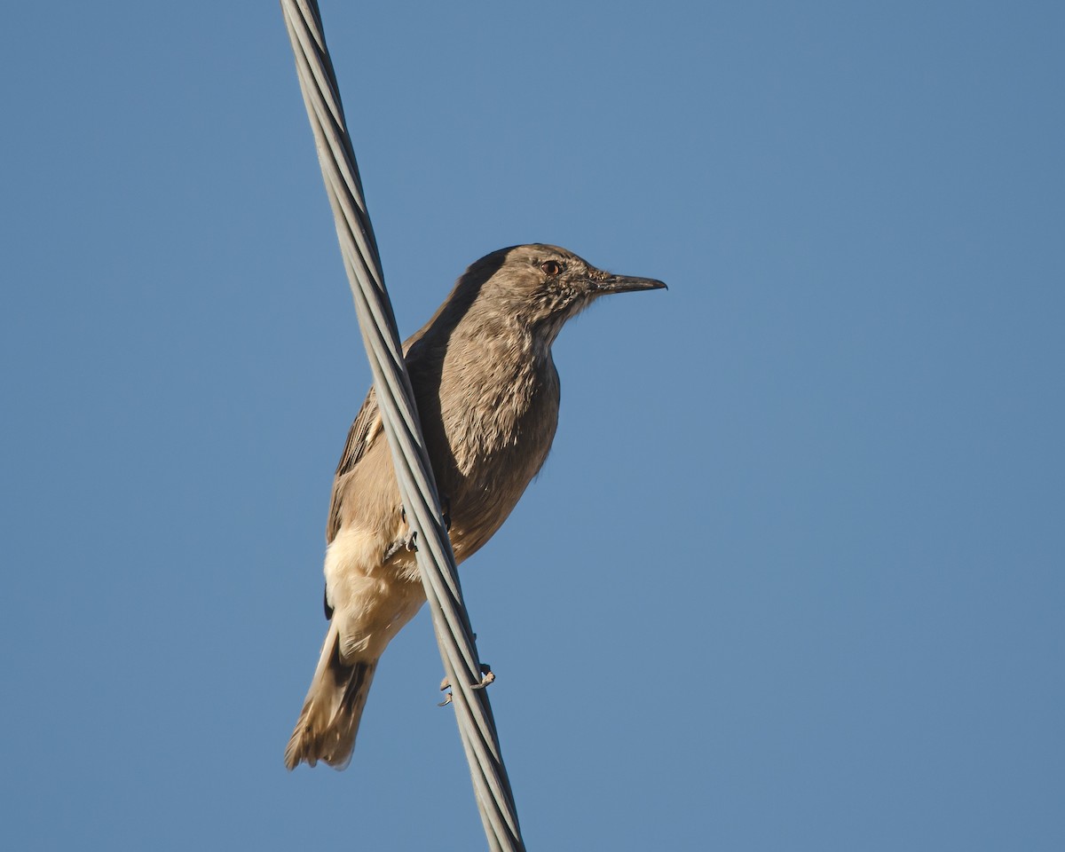 Black-billed Shrike-Tyrant - ML628839375