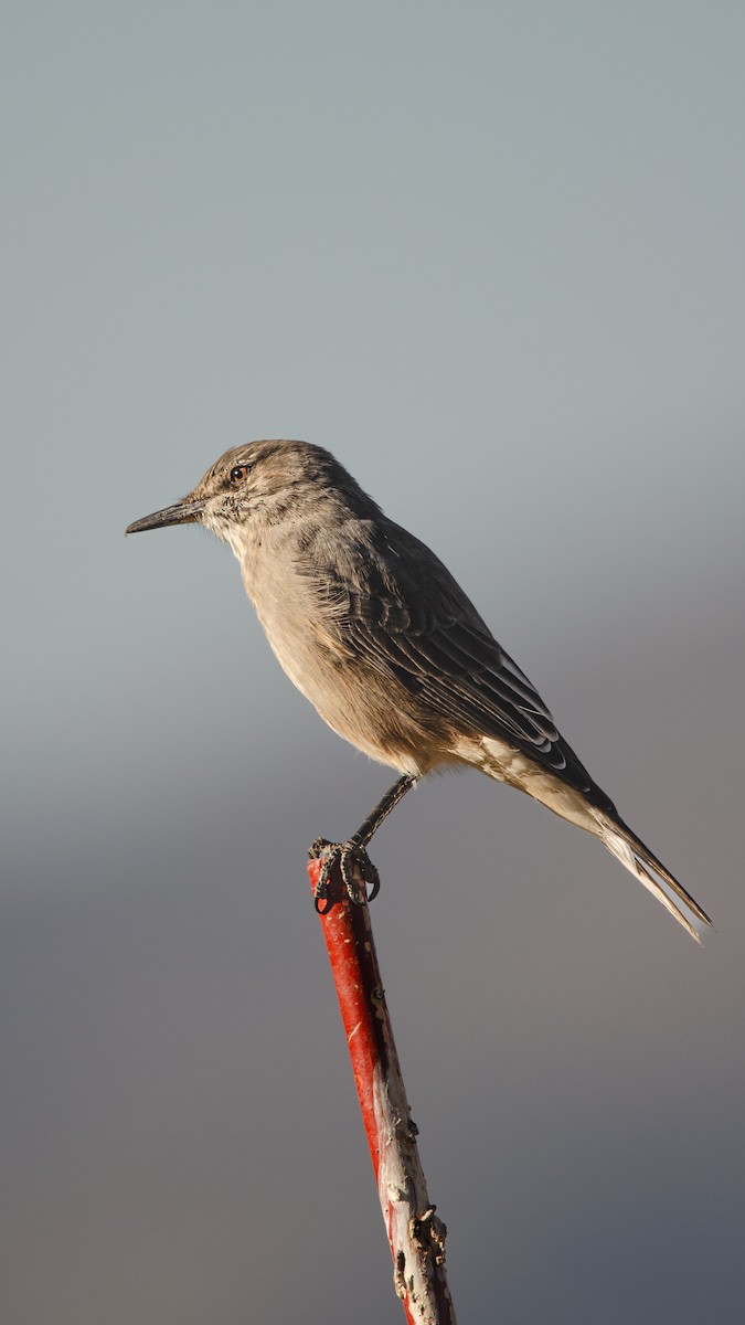 Black-billed Shrike-Tyrant - ML628839376