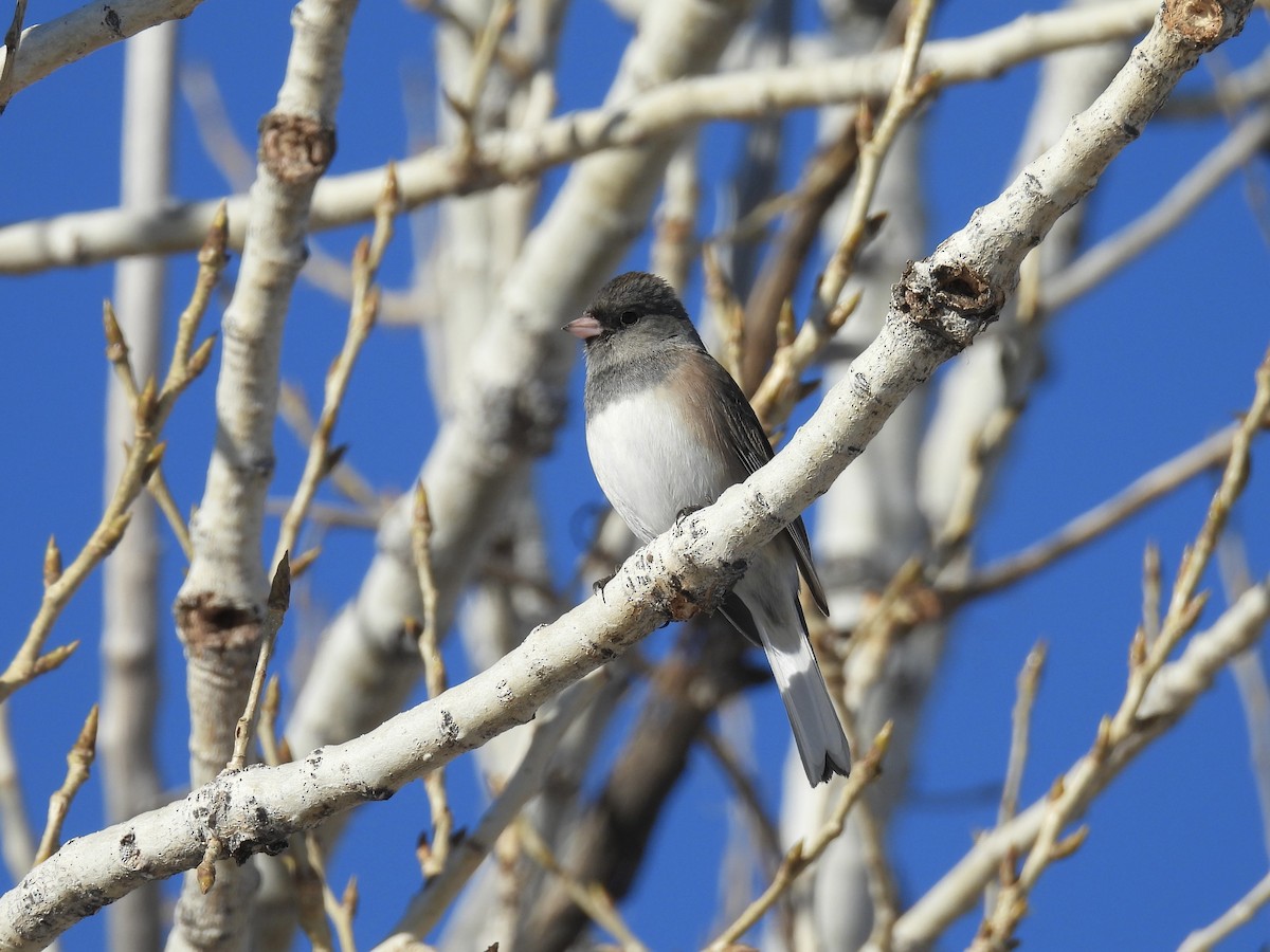 Юнко сірий - ML628839423