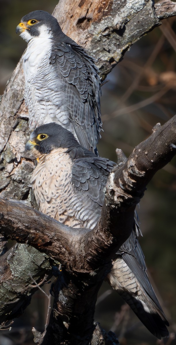 Peregrine Falcon - ML628839653