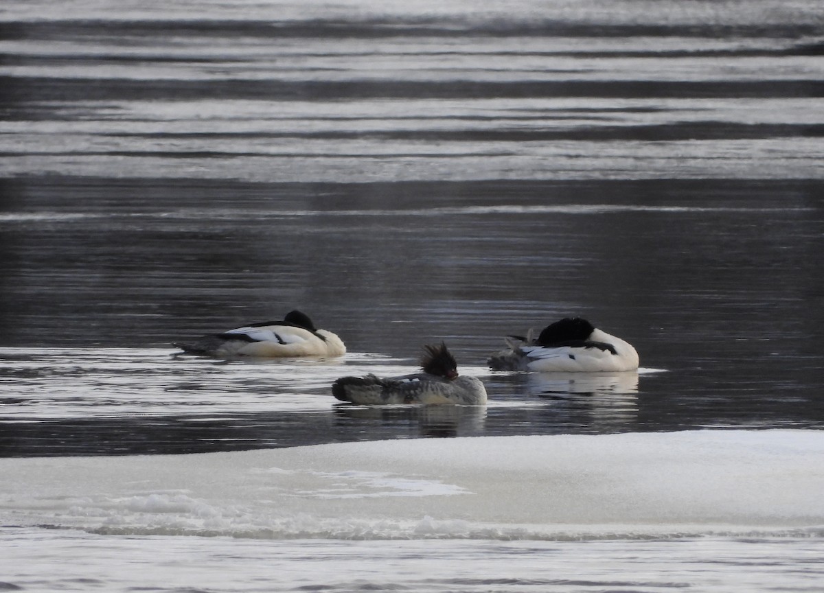 Common Merganser - ML628839818