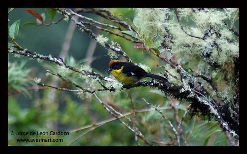 Atlapetes Pechiamarillo - ML628839909