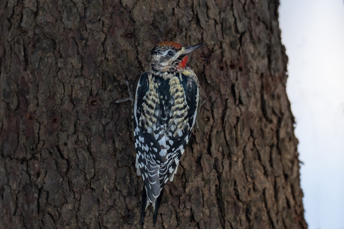 Yellow-bellied Sapsucker - ML628839930