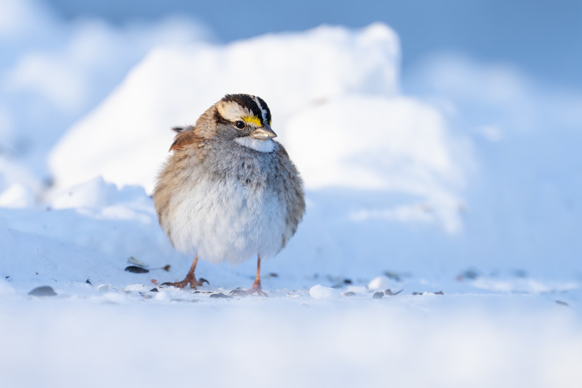 White-throated Sparrow - ML628839941