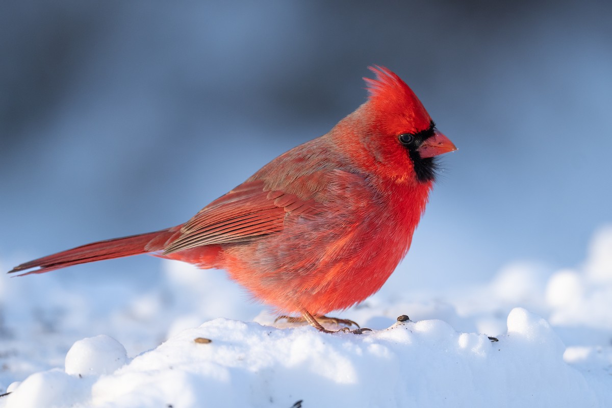 Northern Cardinal - ML628839952