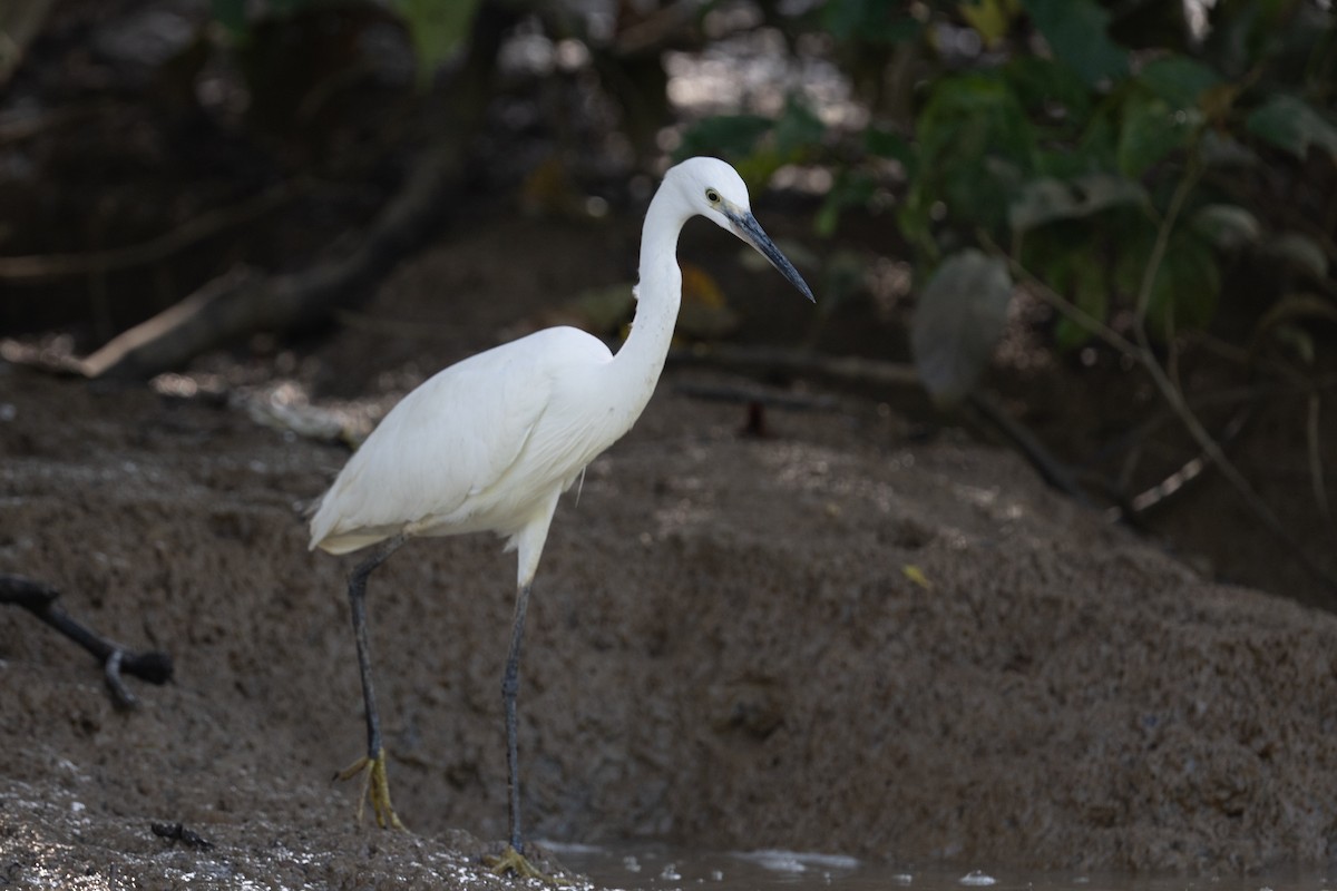 Little Egret (Western) - Ross Bartholomew
