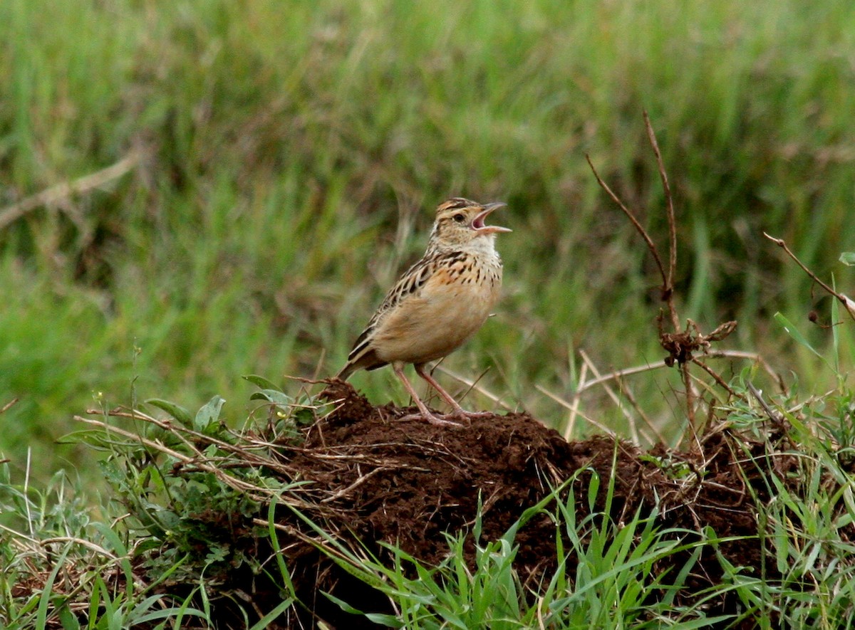 Rufous-naped Lark - ML628840004