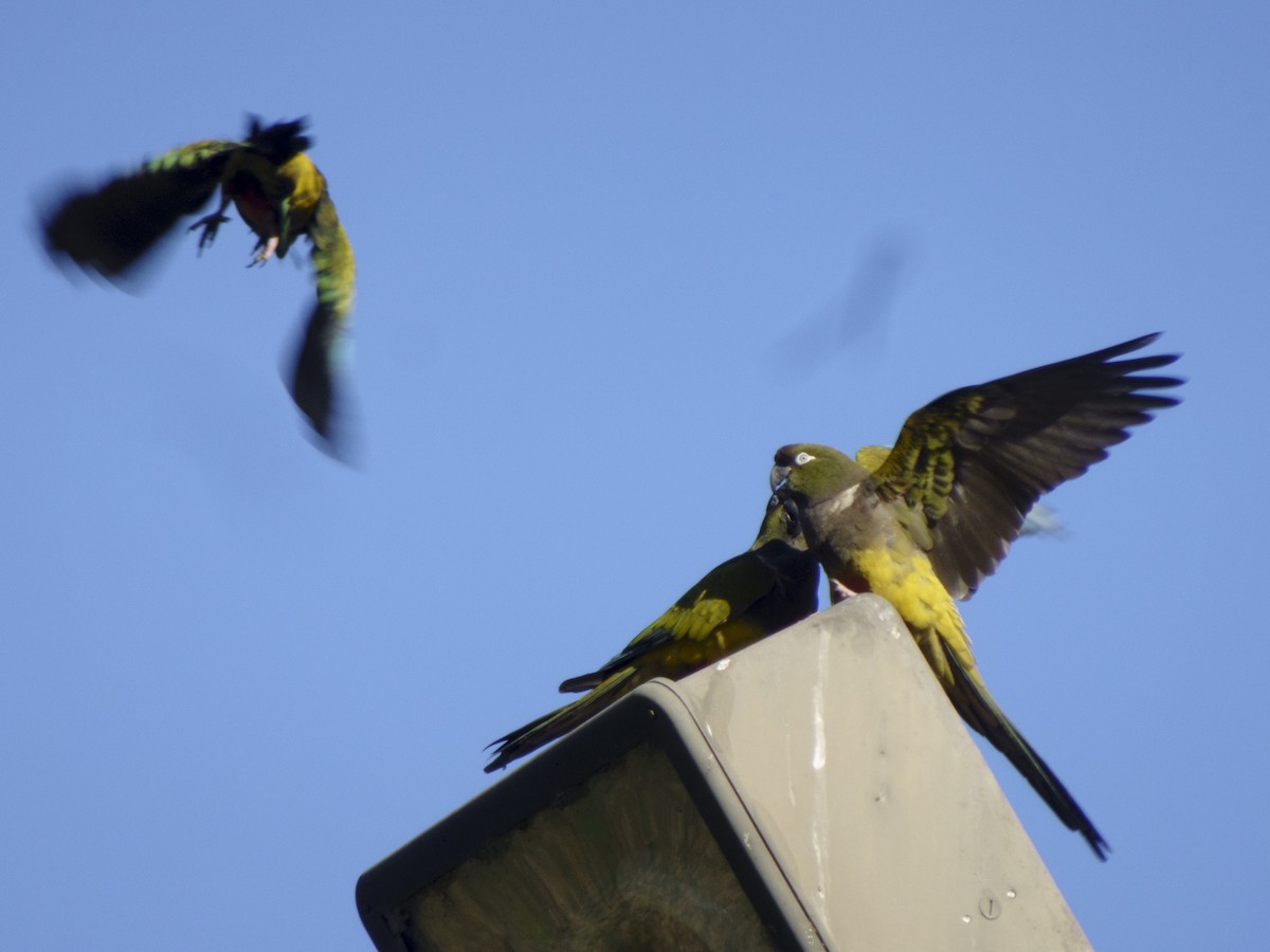 Burrowing Parakeet - ML628840016