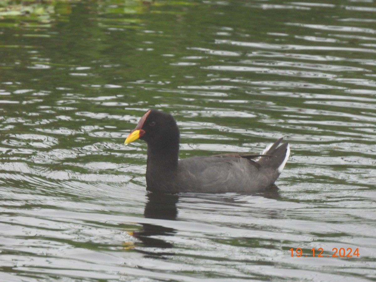 Red-fronted Coot - ML628840205